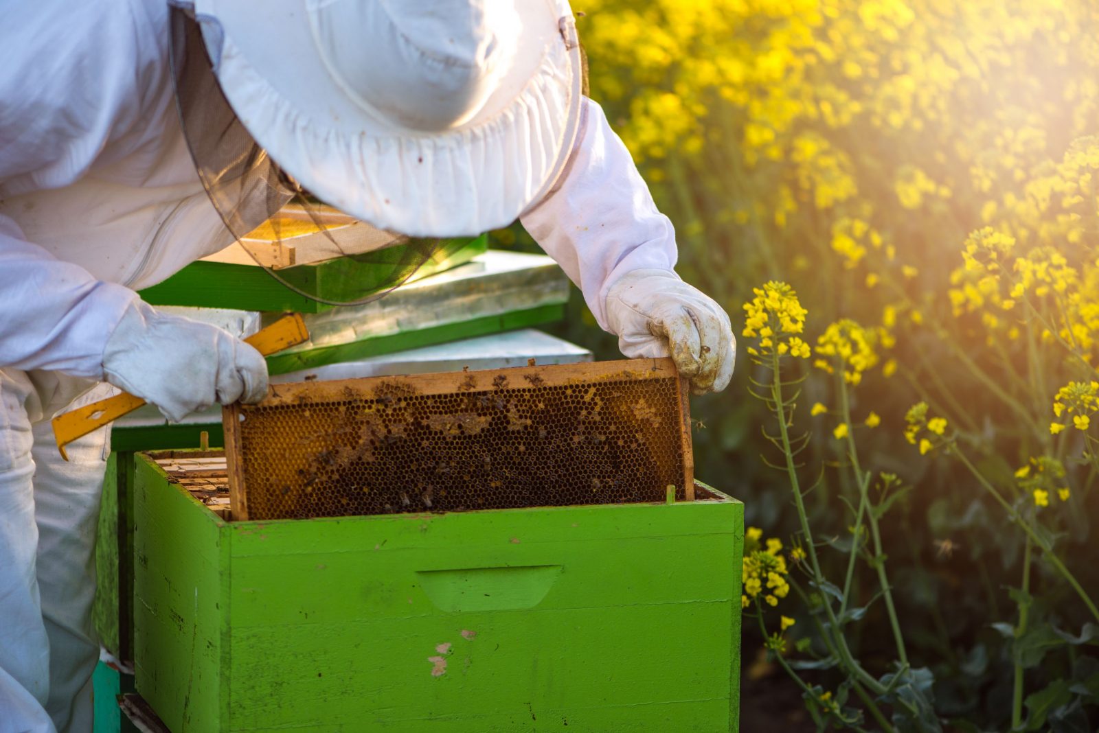 Des temps durs pour l’apiculture