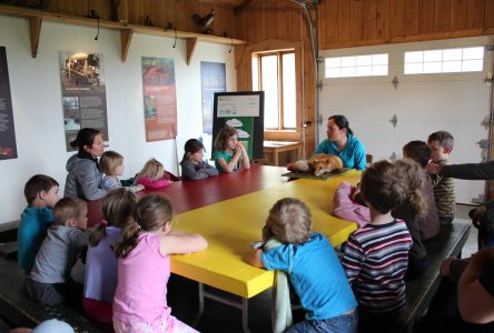 Mont Saint-Grégoire: CIME propose des contes pour les enfants de 4 à 7 ans