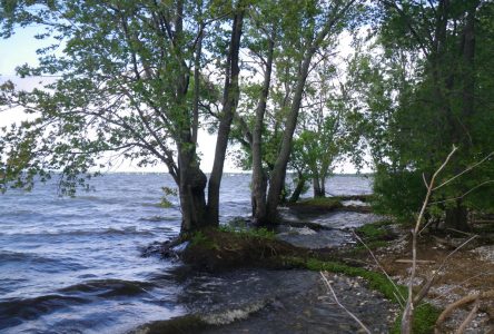 Baie Missisquoi: l’organisme de bassin versant en assemblée générale le 19 juin