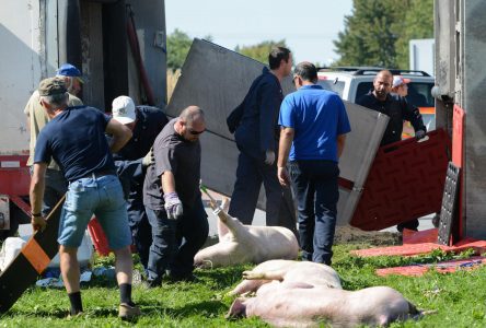 185 porcs périssent dans l’accident du rond-point