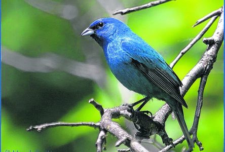 Connaissez-vous les oiseaux bleus du Québec?
