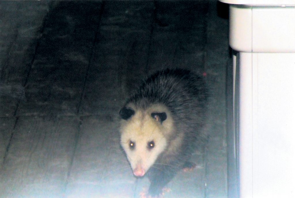 Des opossums dans le Haut-Richelieu?