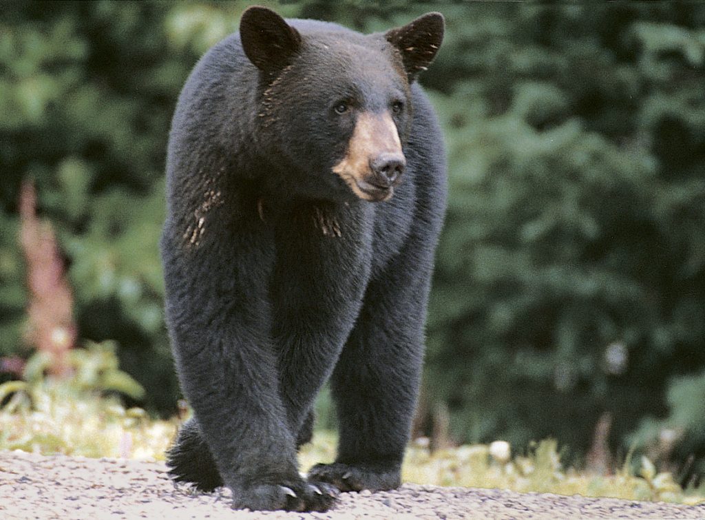 Un ours noir abattu sur la rue Champlain