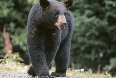 Un ours noir abattu sur la rue Champlain
