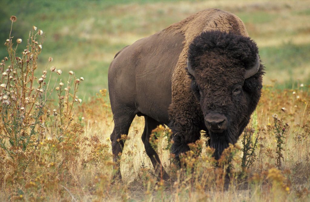 Le bison, une viande rouge de choix