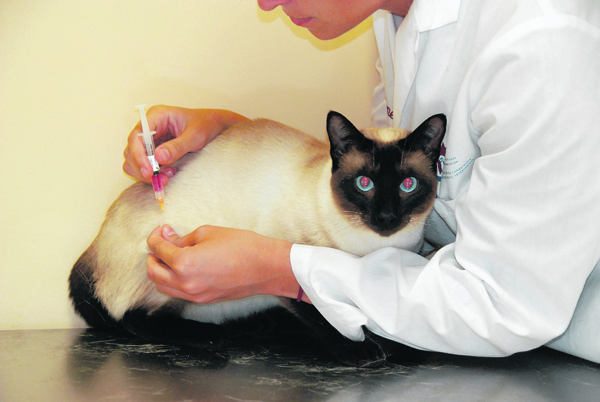 Plusieurs vaccins possibles pour votre chat