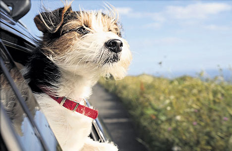 Votre chien est-il anxieux à bord de votre véhicule?