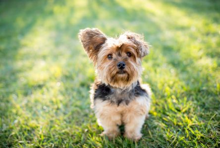 Les dix races de chiens les plus populaires au Québec