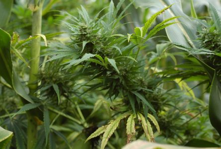 Saisie de 912 plants de cannabis