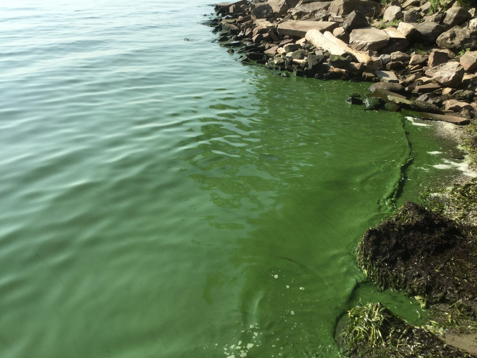 Consultations publiques sur les cyanobactéries mercredi à Venise-en-Québec