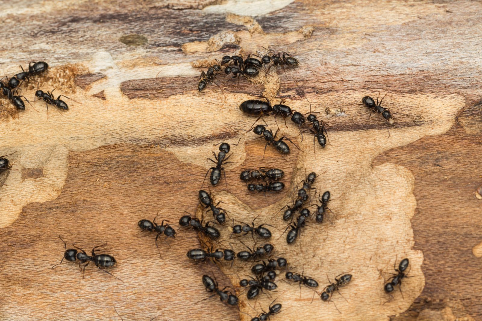 5 choses à savoir sur les fourmis charpentières