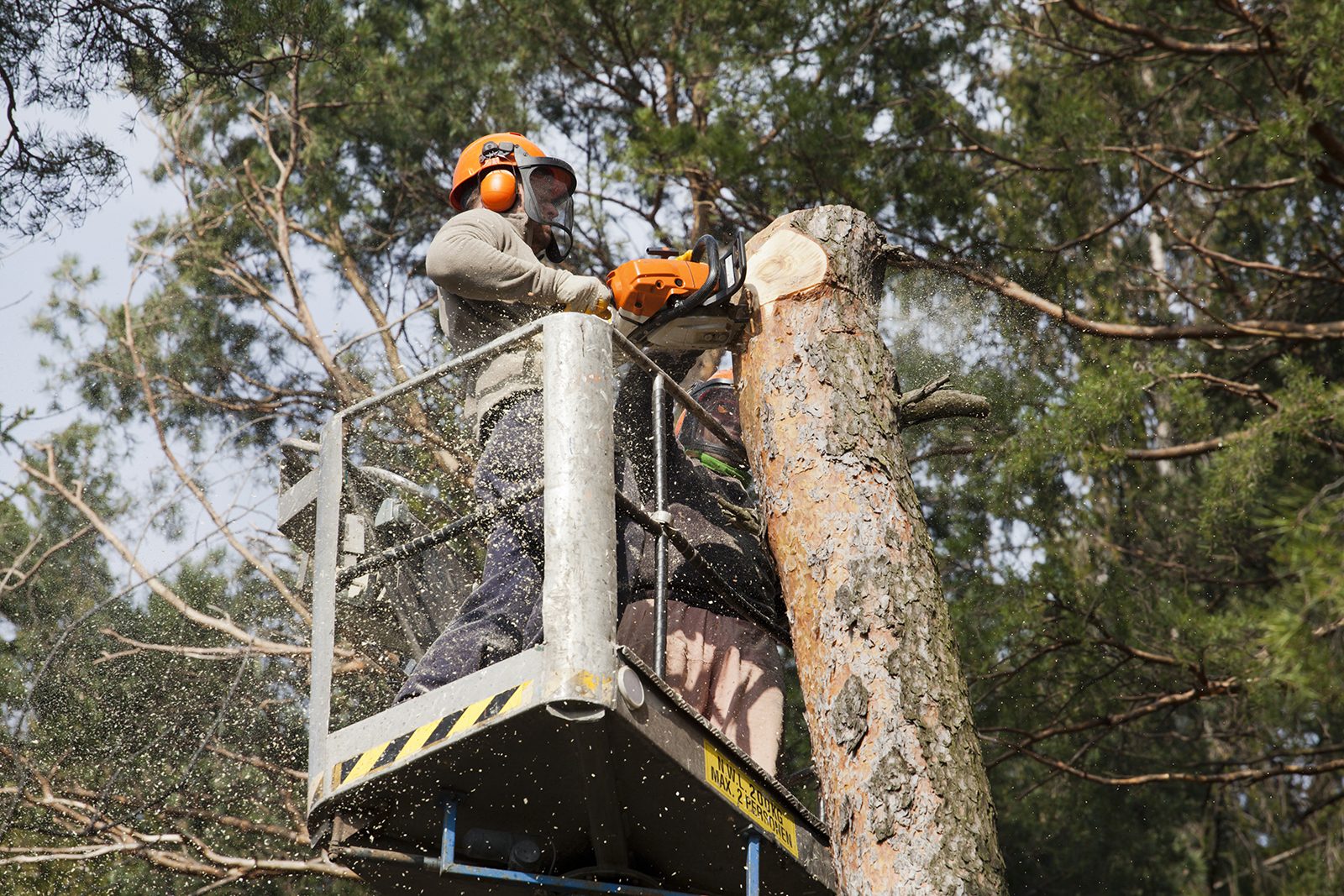 Mesures de sécurité avant l’abattage d’un arbre