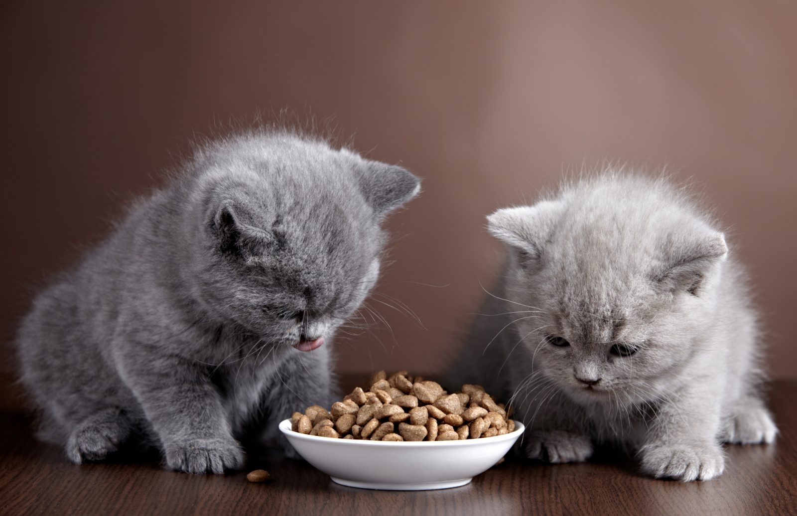 Aliment pour chat : quel besoin en protéines ?