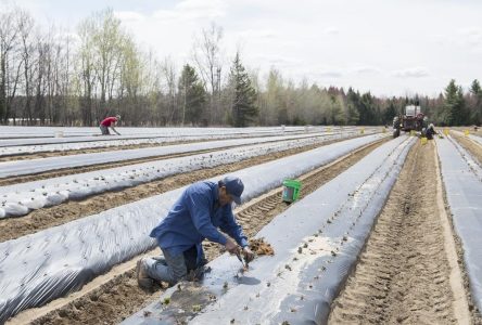 Les travailleurs étrangers temporaires attendus sur les fermes du Nouveau-Brunswick