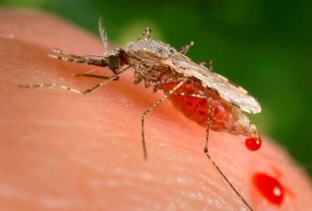 Paludisme: un projet de recherche international donne un nouvel espoir