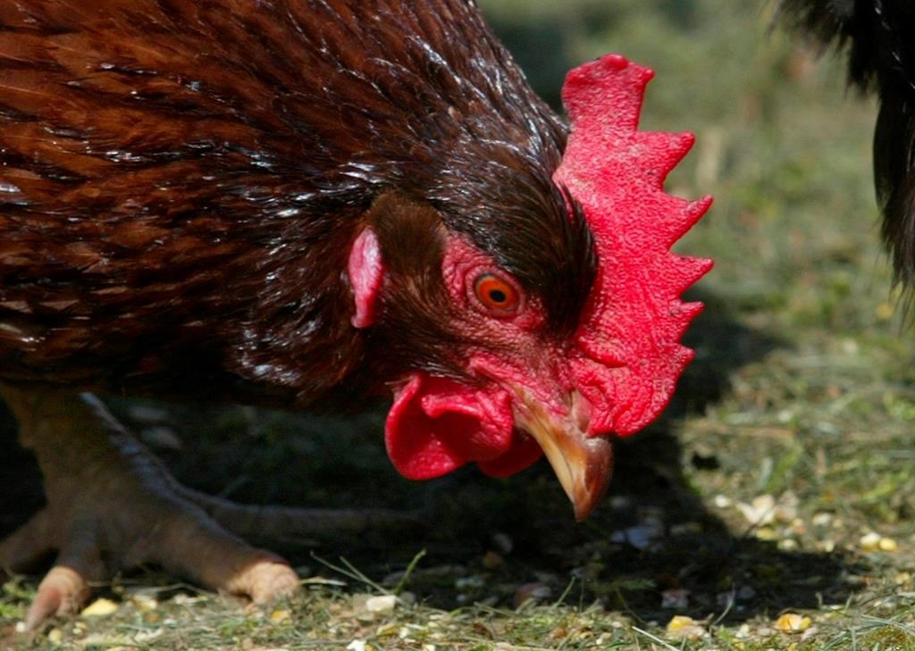 Un cas de grippe aviaire confirmé dans une quatrième ferme en Ontario