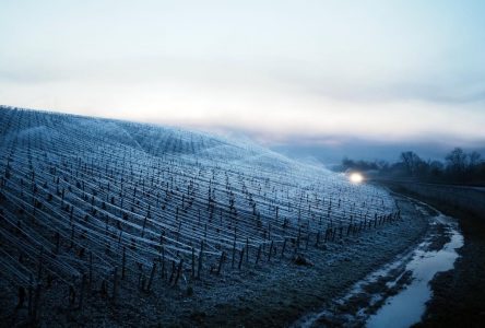 Un gel tardif menace les vignobles français et des cultures fruitières d’Europe