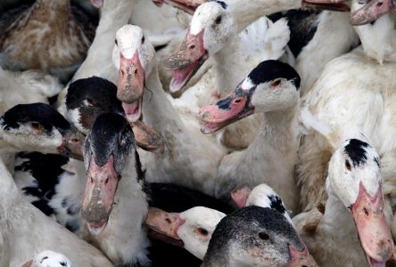 Estrie: la présence d’influenza aviaire détectée sur un site d’élevage de canards