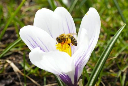 Le Parti québécois veut interdire des pesticides pour protéger les abeilles