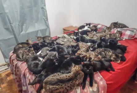 Un couple vivait avec 88 chats dans son logis