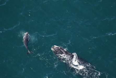 La population de baleines noires continue de décliner, selon une étude
