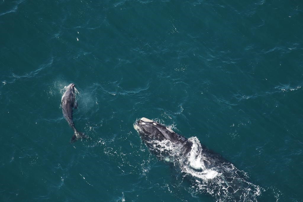 La population de baleines noires continue de décliner, selon une étude
