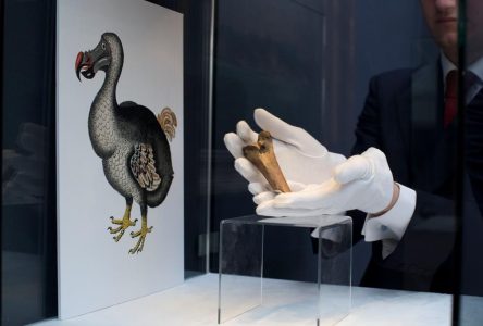 Une compagnie américaine veut ressusciter le dodo