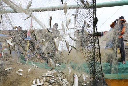 La corruption menace les pêcheries du monde