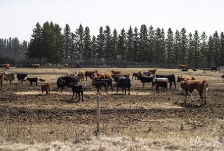 La sécheresse réduit les troupeaux des éleveurs et pose une menace pour l’avenir
