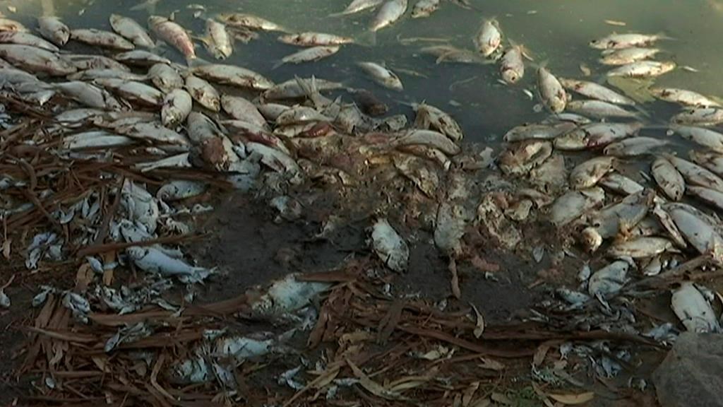 Des millions de poissons morts s’échouent en Australie après une vague de chaleur