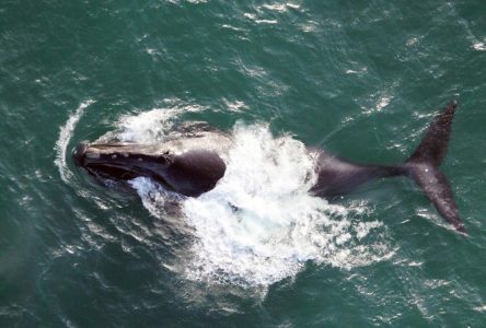 Technologie québécoise à la rescousse des baleines noires prises dans des filets