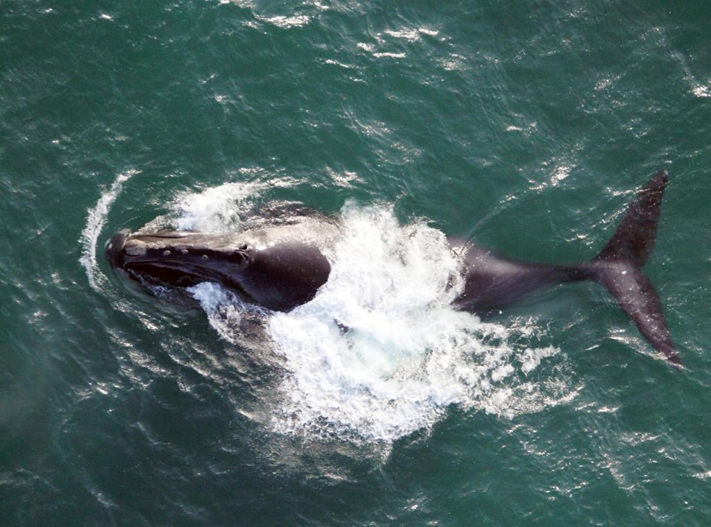Technologie québécoise à la rescousse des baleines noires prises dans des filets