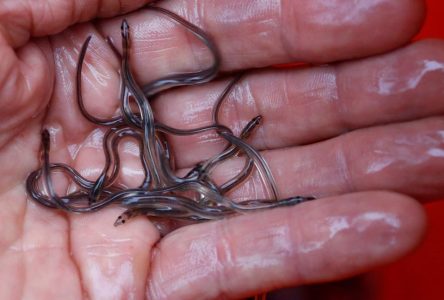 La pêche lucrative des bébés anguilles dans les Maritimes attire les braconniers