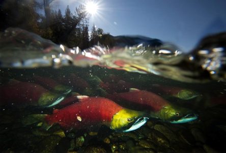 Changement climatique: l’approvisionnement en nourriture du saumon affecté