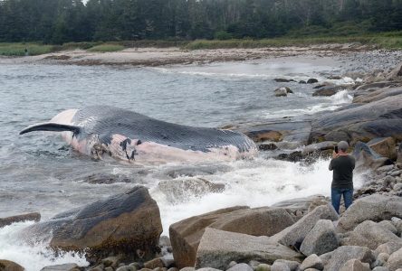 Intelligence artificielle: l’entreprise de Montréal Whale Seeker choisie par l’UNESCO
