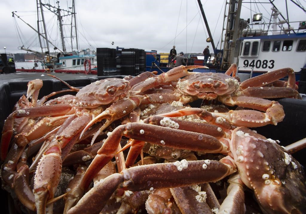 La pêche au crabe semble être dans une impasse à Terre-Neuve-et-Labrador