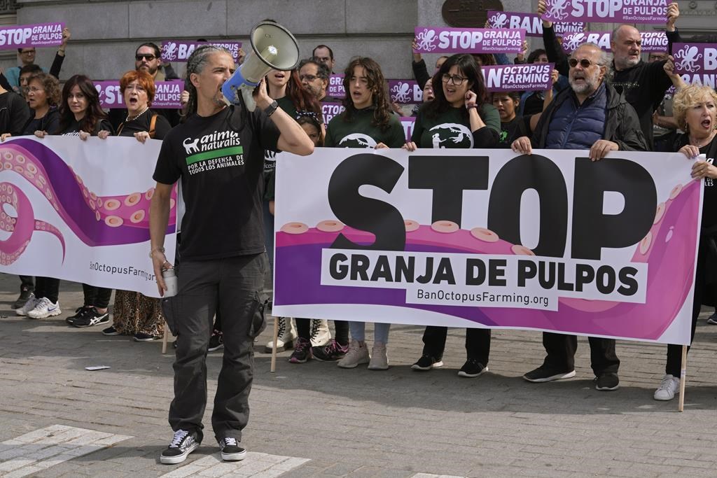 Manifestation en Espagne contre un projet d’élevage de pieuvres pour la consommation