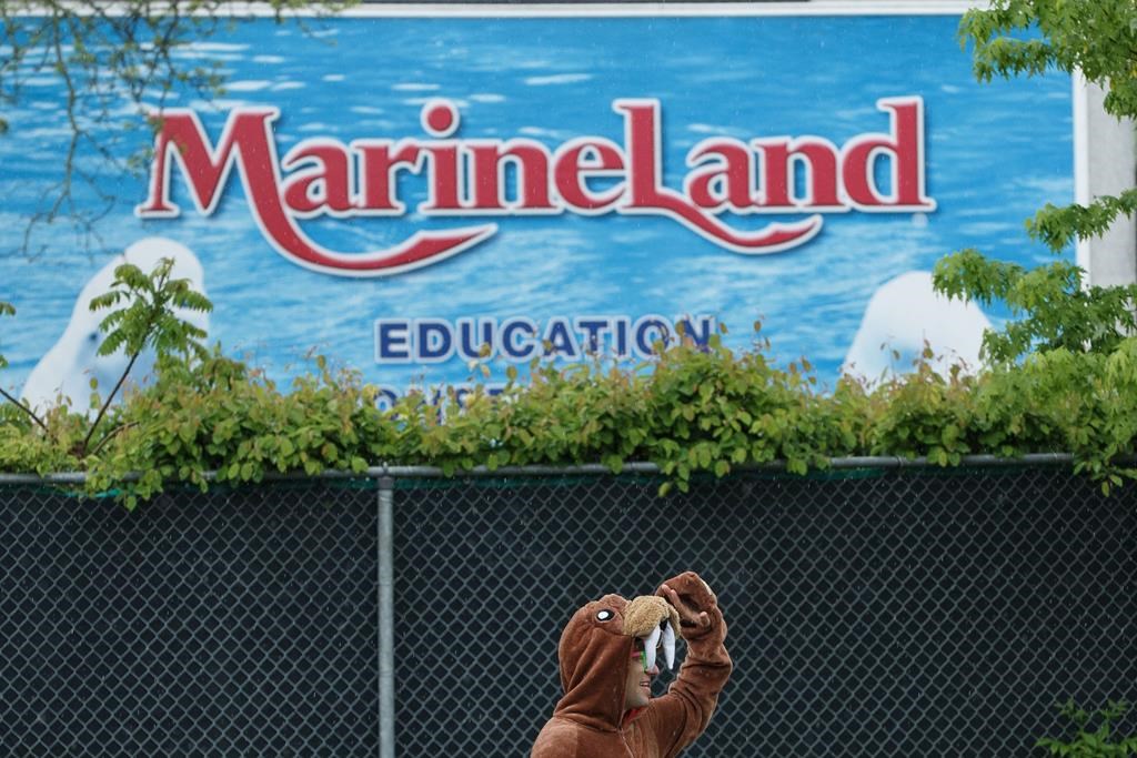 L’Ontario porte des accusations contre Marineland pour son traitement des ours noirs