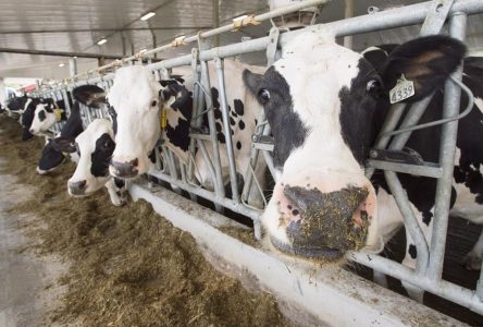 Ottawa allonge 333 M$ pour aider les transformateurs laitiers à traiter les surplus