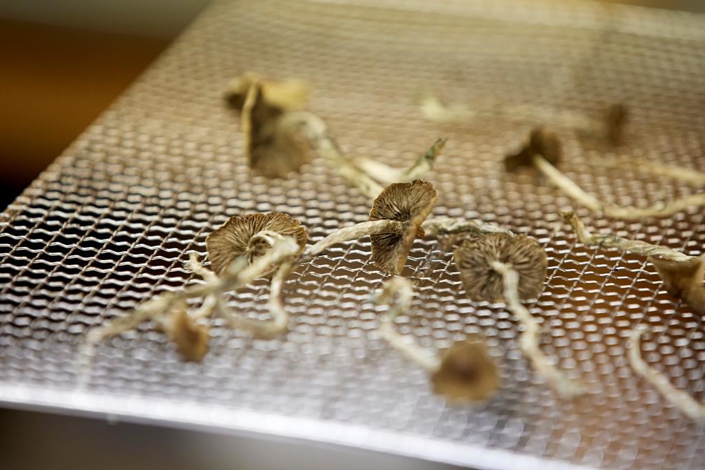 Des professionnels de la santé veulent faire élargir l’accès aux champignons magiques
