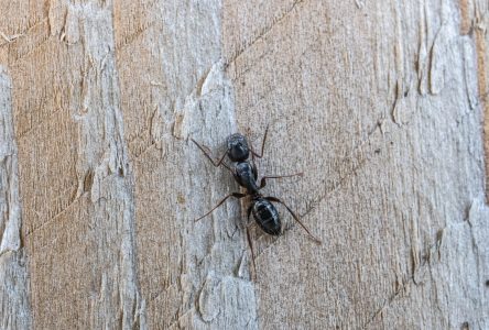 Quel est le meilleur moment pour la prévention contre les fourmis charpentières?