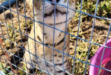 Un serval s’est échappé d’un sanctuaire animalier en Ontario