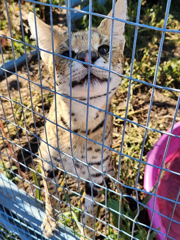 Un serval s’est échappé d’un sanctuaire animalier en Ontario