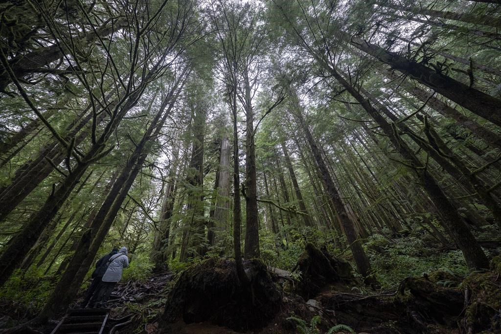Des scientifiques exhortent le Canada à reconnaître la «dégradation» des forêts