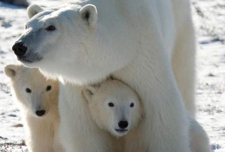 Une étude démontre que la population d’ours polaires fond avec la glace de mer