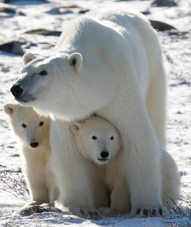 Une étude démontre que la population d’ours polaires fond avec la glace de mer
