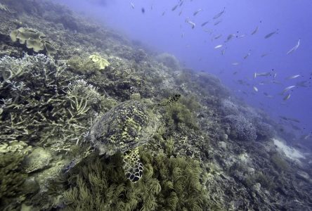 Les mines dans les océans causeraient beaucoup de stress aux organismes marins