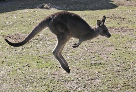 Un kangourou en liberté aurait été aperçu à Oshawa, en Ontario