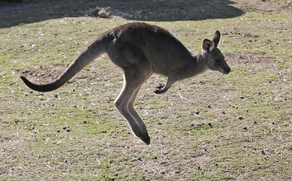 Un kangourou disparu en Ontario a été retrouvé après quatre jours en cavale