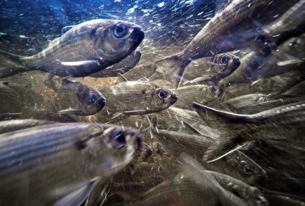 C.-B.: mortalité de poissons sauvages en hausse, en particulier le hareng